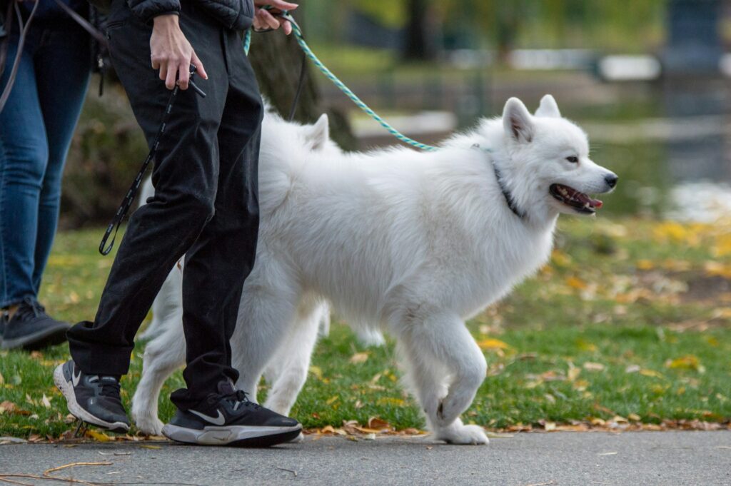 Dog Walking Business Insurance Oregon Dog Walking Business Insurance Oregon
